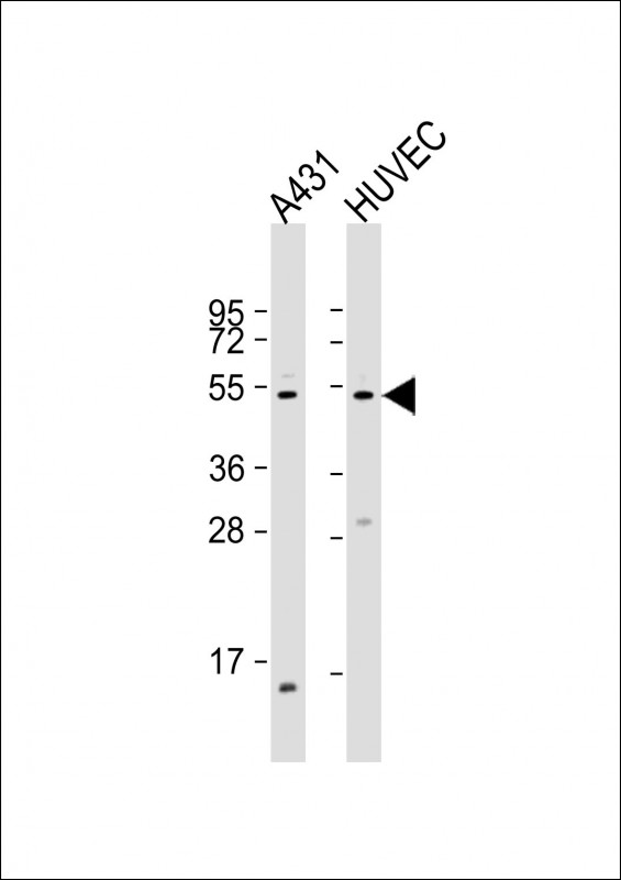 WB - EFEMP1 Antibody (N-term) AP9095a