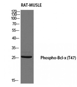 WB - Phospho-Bcl-x (Thr47) antibody ABV11673-100