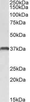 WB - Goat Anti-CLEC12A / MICL Antibody (C Terminus) AF4158a