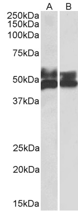 WB - Goat Anti-FCRL1 Antibody (C Terminus) AF4213a