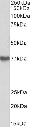 WB - Goat Anti-GNA12 Antibody (internal region) AF4240a
