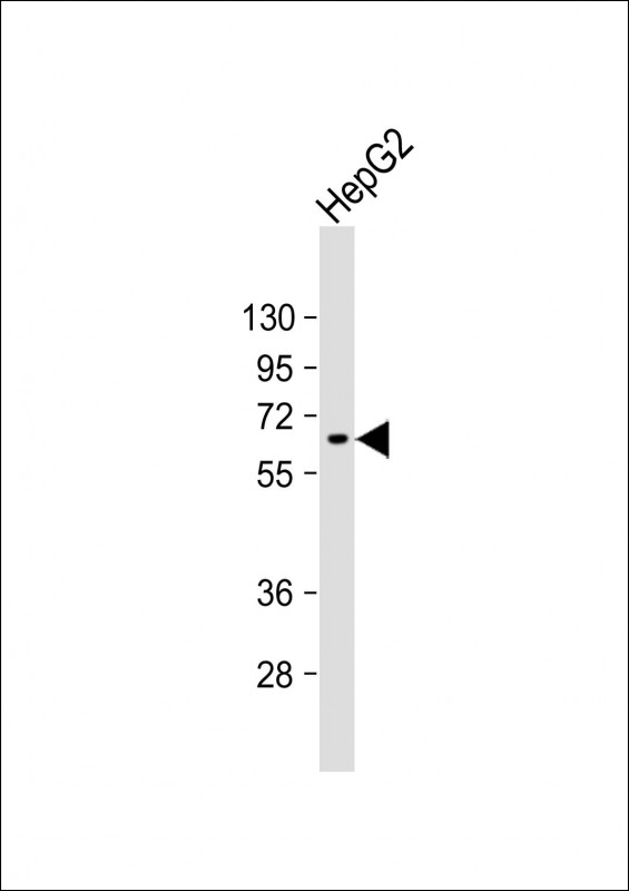 Anti- at 1:1000 dilution + HepG2 whole cell lysateLysates/proteins at 20 �g per lane. SecondaryGoat Anti-mouse IgG,  (H+L), Peroxidase conjugated at 1/10000 dilution. Predicted band size : 69 kDaBlocking/Dilution buffer: 5% NFDM/TBST.