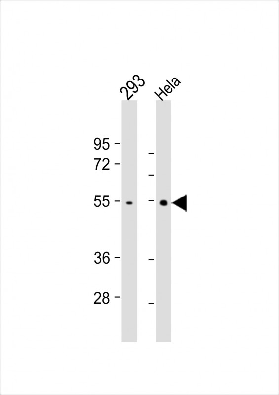 WB - TRAF2 Antibody AM1895B