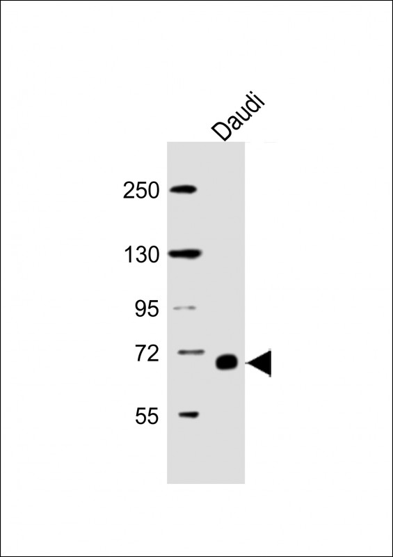 Anti-RELB Antibody at 1:5000 dilution + Daudi whole cell lysateLysates/proteins at 20 �g per lane. SecondaryGoat Anti-mouse IgG,  (H+L), Peroxidase conjugated at 1/10000 dilution. Predicted band size : 62 kDaBlocking/Dilution buffer: 5% NFDM/TBST.