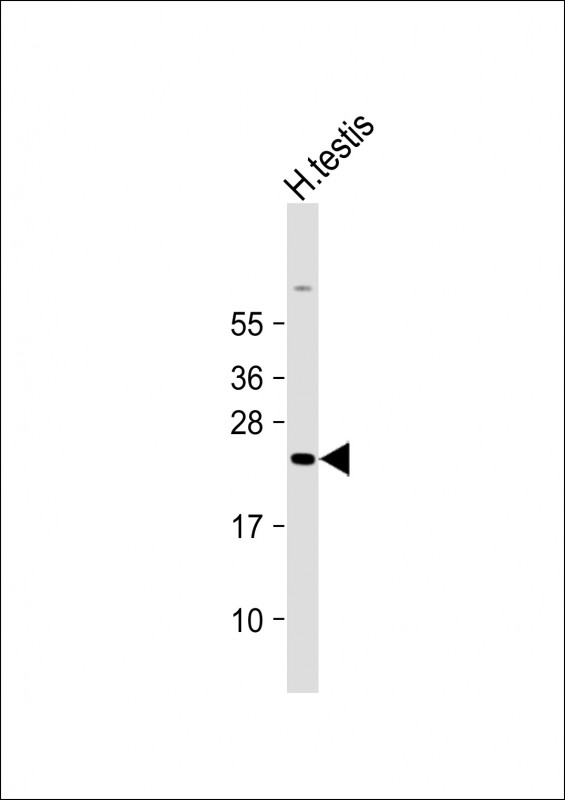 WB - H2BFWT Antibody (Center) AP16663c