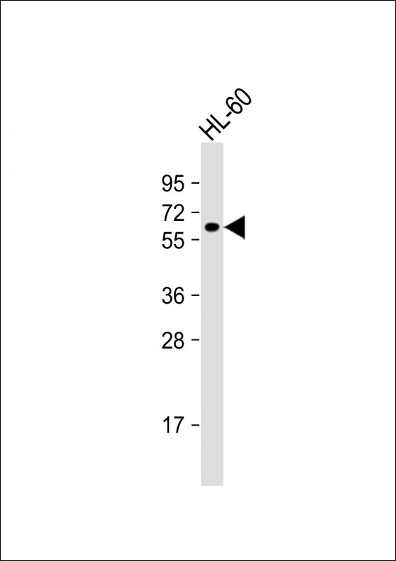 WB - KLHL3 Antibody (Center) AP17126c