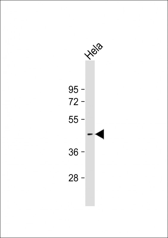 WB - ACTL8 Antibody (Center) AP17953c