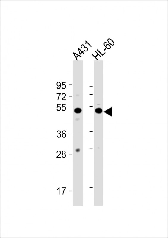 All lanes : Anti-ATG4D  Antibody (center) at 1:1000 dilutionLane 1: A431 whole cell lysateLane 2: HL-60 whole cell lysateLysates/proteins at 20 �g per lane. SecondaryGoat Anti-Rabbit IgG,  (H+L), Peroxidase conjugated at 1/10000 dilution. Predicted band size : 53 kDaBlocking/Dilution buffer: 5% NFDM/TBST.
