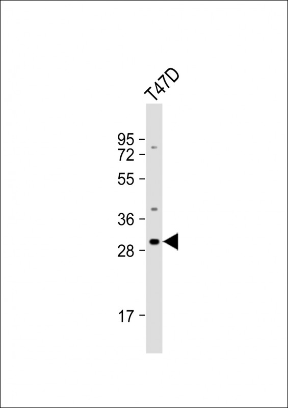 WB - OR10T2 Antibody (C-term) AP18928b