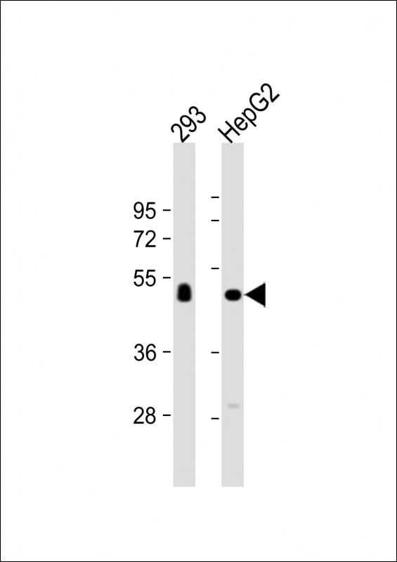 All lanes : Anti-CPVL Antibody (C-term) at 1:1000 dilutionLane 1: 293 whole cell lysateLane 2: HepG2 whole cell lysateLysates/proteins at 20 �g per lane. SecondaryGoat Anti-Rabbit IgG,  (H+L), Peroxidase conjugated at 1/10000 dilution. Predicted band size : 54 kDaBlocking/Dilution buffer: 5% NFDM/TBST.