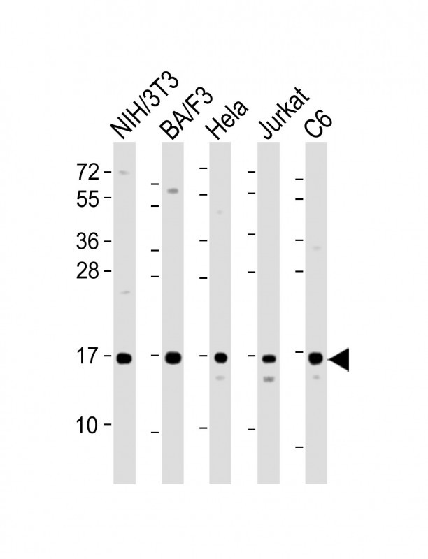 All lanes : Anti-COXIV Antibody at 1:2000 dilutionLane 1: NIH/3T3 whole cell lysateLane 2: BA/F3 whole cell lysateLane 3: Hela whole cell lysateLane 4: Jurkat whole cell lysateLane 5: C6 whole cell lysateLysates/proteins at 20 �g per lane. SecondaryGoat Anti-Rabbit IgG,  (H+L), Peroxidase conjugated at 1/10000 dilution. Predicted band size : 20 kDaBlocking/Dilution buffer: 5% NFDM/TBST.