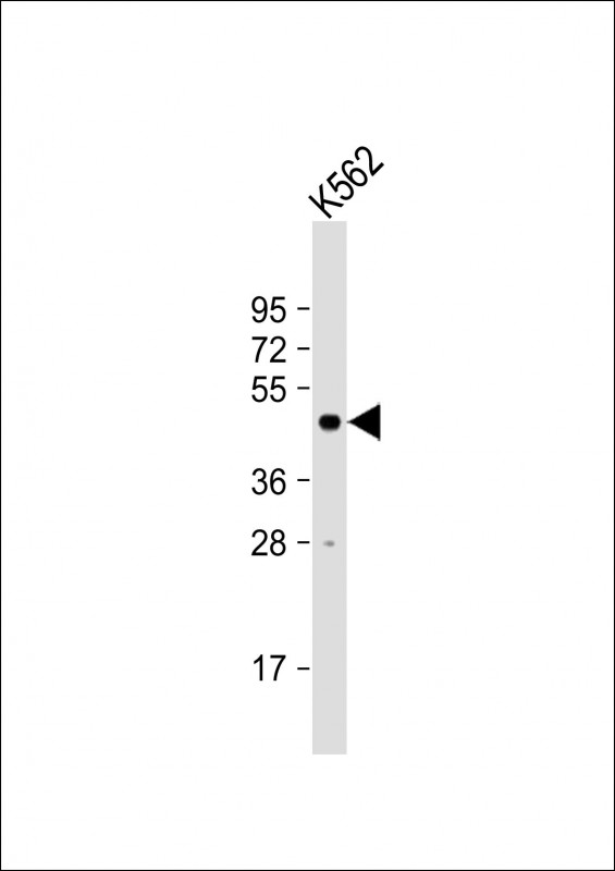 WB - LUC7L Antibody (C-term) AP6889b
