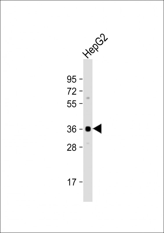 Anti-Aurora-C Antibody (N-term) at 1:1000 dilution + HepG2 whole cell lysateLysates/proteins at 20 �g per lane. SecondaryGoat Anti-Rabbit IgG,  (H+L), Peroxidase conjugated at 1/10000 dilution. Predicted band size : 36 kDaBlocking/Dilution buffer: 5% NFDM/TBST.