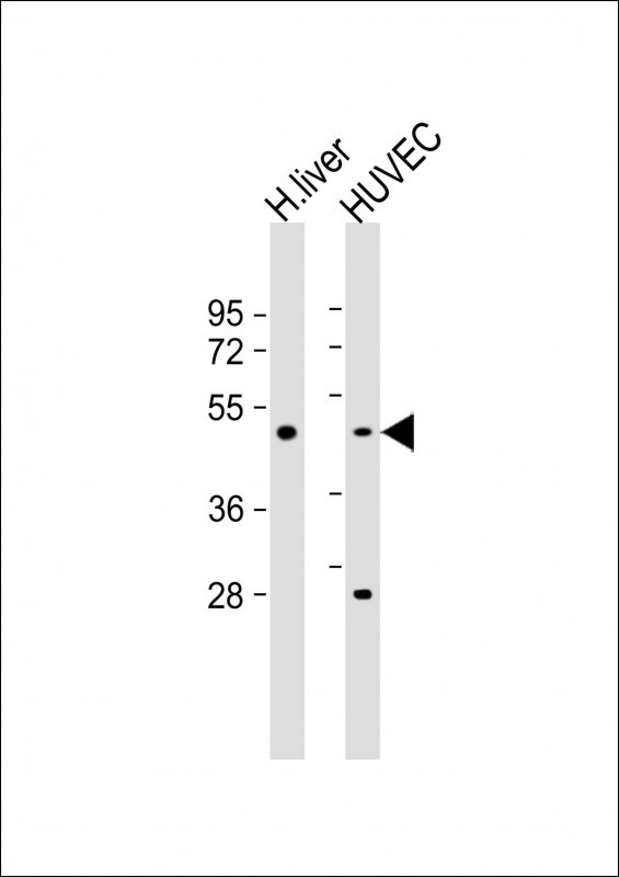 WB - SPHK1 Antibody (Center) AP7237C