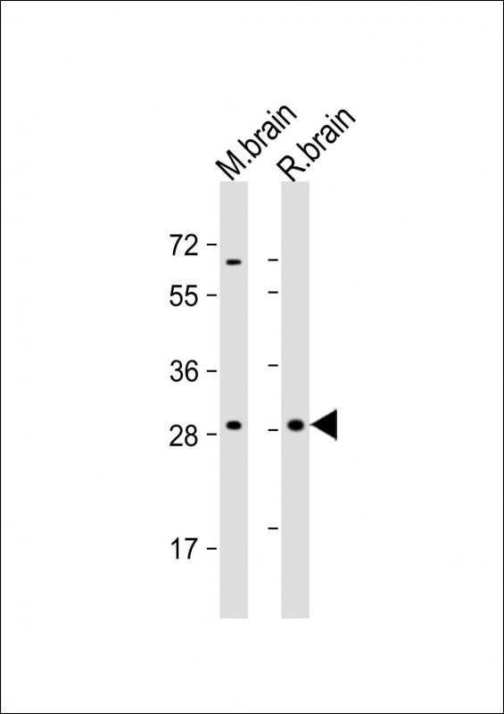 All lanes : Anti-ARHE Antibody (Center) at 1:2000 dilutionLane 1: mouse brain lysateLane 2: rat brain lysateLysates/proteins at 20 �g per lane. SecondaryGoat Anti-Rabbit IgG,  (H+L), Peroxidase conjugated at 1/10000 dilution. Predicted band size : 27 kDaBlocking/Dilution buffer: 5% NFDM/TBST.