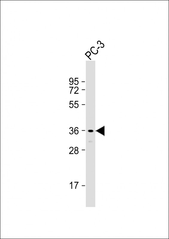 WB - SPDYA Antibody (Center) AP9978a