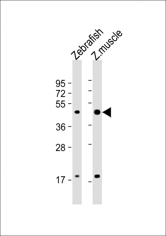All lanes : Anti-(DANRE) atf4 Antibody(C-term) at 1:1000 dilutionLane 1: Zebrafish lysateLane 2: Zebrafish muscle lysateLysates/proteins at 20 �g per lane. SecondaryGoat Anti-Rabbit IgG,  (H+L), Peroxidase conjugated at 1/10000 dilution. Predicted band size : 37 kDaBlocking/Dilution buffer: 5% NFDM/TBST.