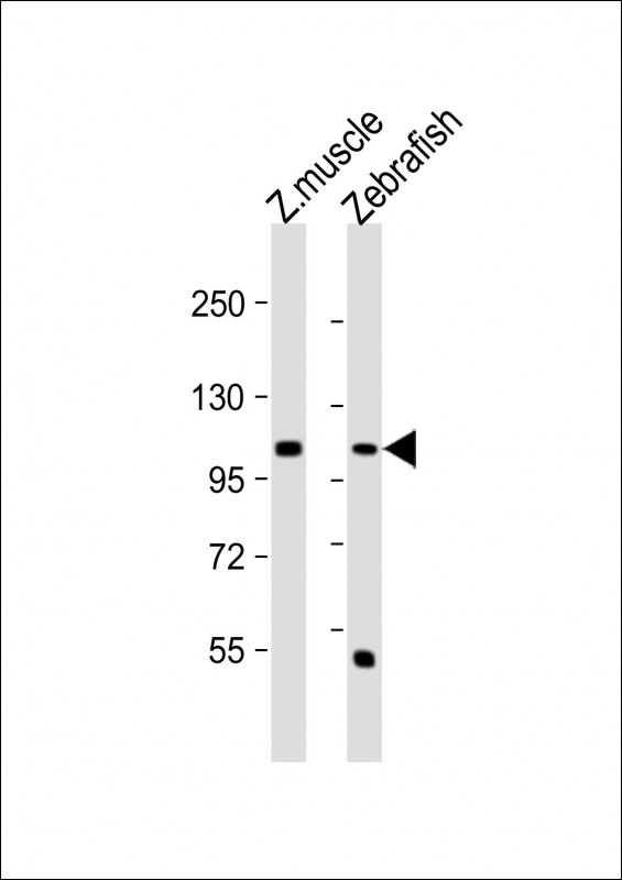 All lanes : Anti-(DANRE) heg Antibody (C-term) at 1:1000 dilutionLane 1: Zebrafish muscle lysateLane 2: Zebrafish lysateLysates/proteins at 20 �g per lane.  SecondaryGoat Anti-Rabbit IgG,   (H+L),  Peroxidase conjugated at 1/10000 dilution.  Predicted band size : 106 kDaBlocking/Dilution buffer: 5% NFDM/TBST.