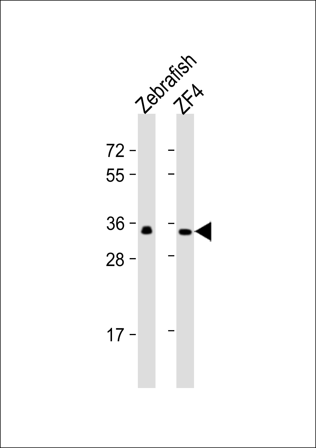 All lanes : Anti-(DANRE) gnb1 Antibody (center)  at 1:1000 dilutionLane 1: Zebrafish lysateLane 2: ZF4 whole cell lysate Lysates/proteins at 20 �g per lane. SecondaryGoat Anti-Rabbit IgG,  (H+L), Peroxidase conjugated at 1/10000 dilution. Predicted band size : 38 kDaBlocking/Dilution buffer: 5% NFDM/TBST.
