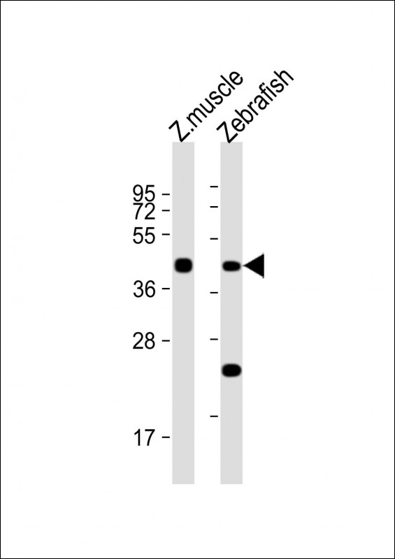 All lanes : Anti-(DANRE)chst11Antibody(Center) at 1:1000 dilutionLane 1: zebrafish muscle lysateLane 2: Zebrafish lysateLysates/proteins at 20 �g per lane. SecondaryGoat Anti-Rabbit IgG,  (H+L), Peroxidase conjugated at 1/10000 dilution. Predicted band size : 41 kDaBlocking/Dilution buffer: 5% NFDM/TBST.