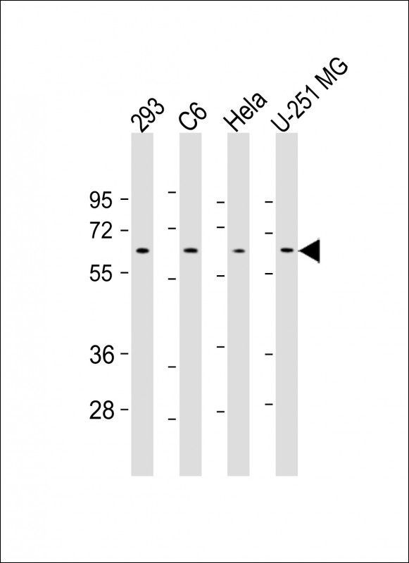 All lanes : Anti-YY1 Antibody (Center) at 1:500-1:1000 dilutionLane 1: 293 whole cell lysateLane 2: C6 whole cell lysateLane 3: Hela whole cell lysateLane 4: U-251 MG whole cell lysateLysates/proteins at 20 �g per lane.  SecondaryGoat Anti-mouse IgG,   (H+L),  Peroxidase conjugated at 1/10000 dilution.  Predicted band size : 45 kDaBlocking/Dilution buffer: 5% NFDM/TBST.