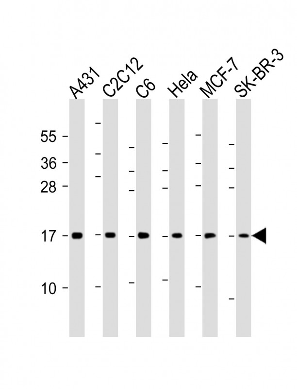 All lanes : Anti-Histone H3 Antibody at 1:2000 dilutionLane 1: A431 whole cell lysateLane 2: C2C12 whole cell lysateLane 3: C6 whole cell lysateLane 4: Hela whole cell lysateLane 5: MCF-7 whole cell lysateLane 6: SK-BR-3 whole cell lysateLysates/proteins at 20 �g per lane. SecondaryGoat Anti-mouse IgG,  (H+L), Peroxidase conjugated at 1/10000 dilution. Predicted band size : 15 kDaBlocking/Dilution buffer: 5% NFDM/TBST.