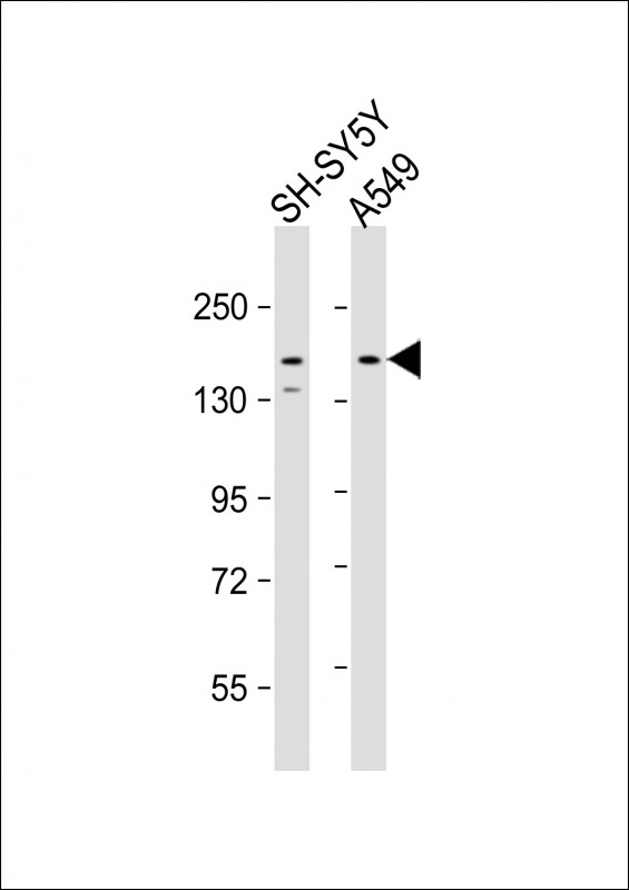 WB - CE164 Antibody (N-term) AP10981a
