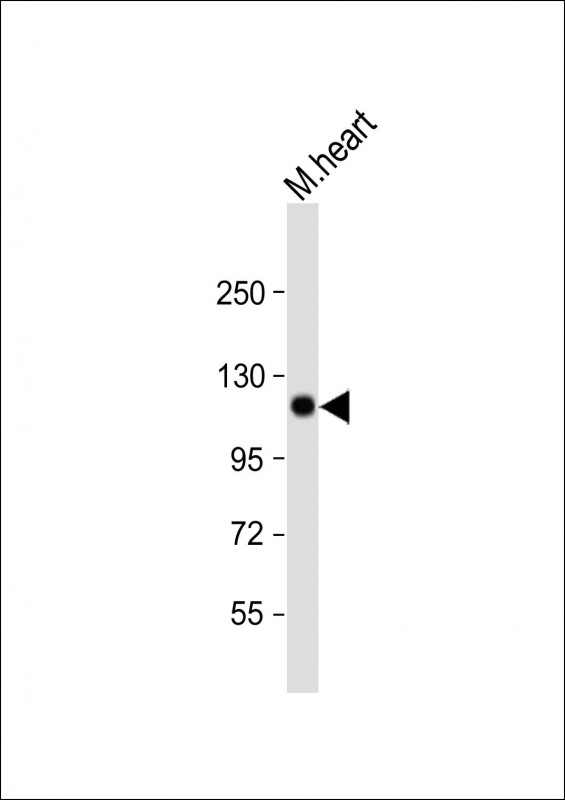 WB - Mouse Scyl2 Antibody (Center) AP14165c