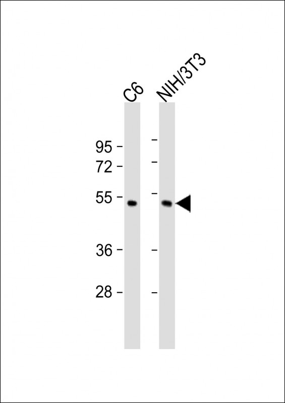 All lanes : Anti-JNK/SAPK(Thr183/Tyr185) Antibody at 1:2000 dilutionLane 1: C6 whole cell lysateLane 2: NIH/3T3 whole cell lysateLysates/proteins at 20 �g per lane.   SecondaryGoat Anti-Rabbit IgG,    (H+L),   Peroxidase conjugated at 1/10000 dilution.   Predicted band size : 48 kDaBlocking/Dilution buffer: 5% NFDM/TBST.
