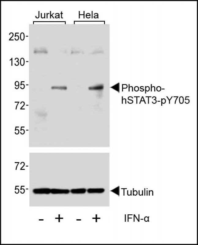 WB - Phospho-STAT3(Y705) Antibody AP3261a