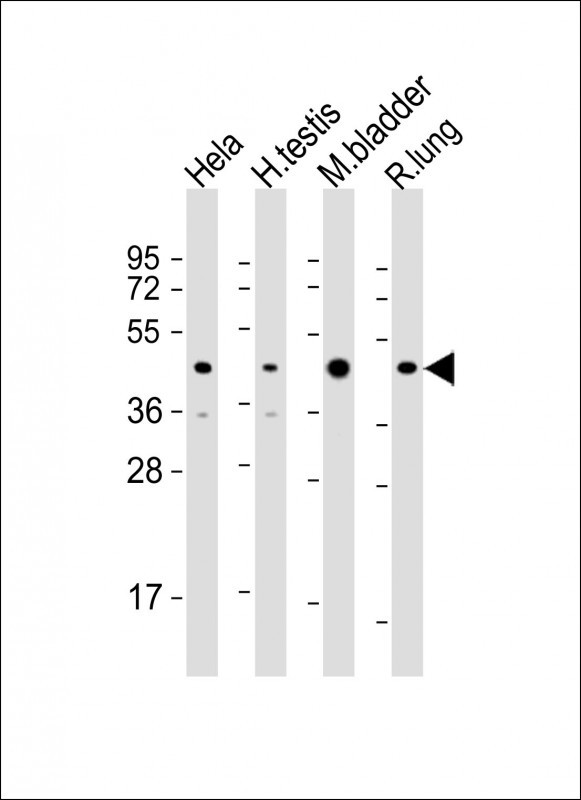 All lanes : Anti-WNT4 Antibody (Center) at 1:2000 dilutionLane 1: Hela whole cell lysateLane 2: human testis lysateLane 3: mouse bladder lysateLane 4: rat lung lysateLysates/proteins at 20 �g per lane. SecondaryGoat Anti-Rabbit IgG,  (H+L), Peroxidase conjugated at 1/10000 dilution. Predicted band size : 39 kDaBlocking/Dilution buffer: 5% NFDM/TBST.