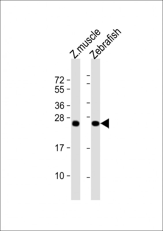 All lanes : Anti-(DANRE) dusp22a Antibody (C-term) at 1:1000 dilutionLane 1: zebrafish muscle lysateLane 2: Zebrafish lysateLysates/proteins at 20 �g per lane. SecondaryGoat Anti-Rabbit IgG,  (H+L), Peroxidase conjugated at 1/10000 dilution. Predicted band size : 23 kDaBlocking/Dilution buffer: 5% NFDM/TBST.