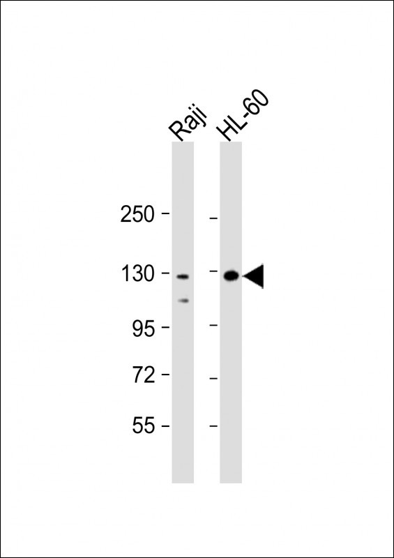 WB - TERT Antibody (S1125) AP1410d