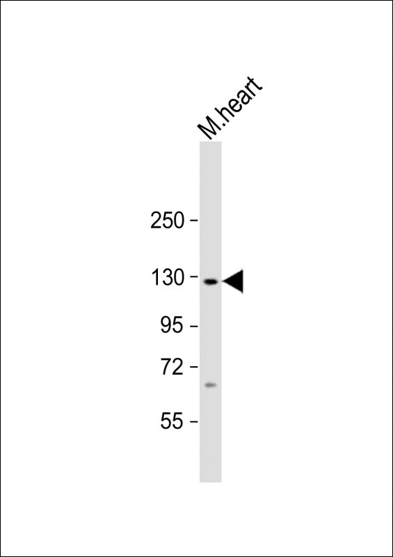 WB - Mouse Nlrp6 Antibody (Center) AP16660B