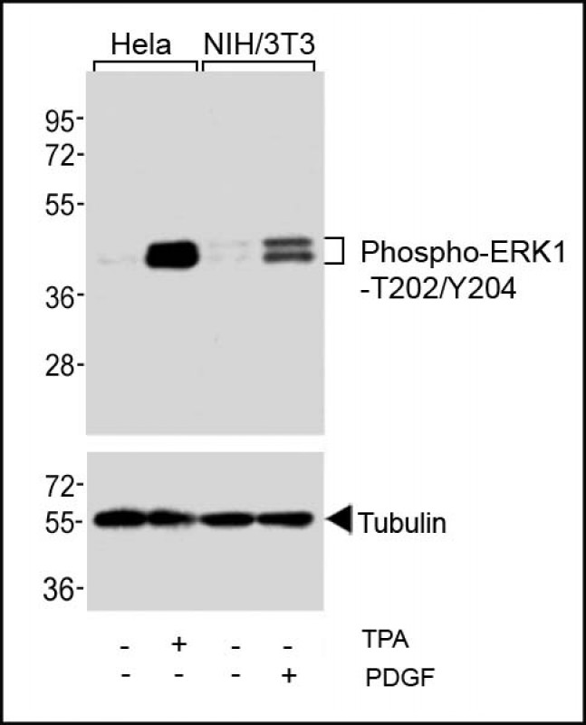 Western blot analysis of extracts from Hela cells,   untreated or treated with TPA (200nM),   and NIH/3T3 cells,  untreated or treated with PDGF (100ng/ml),  using Phospho-ERK1-T202/Y204 Antibody (upper) or Tubulin (lower).