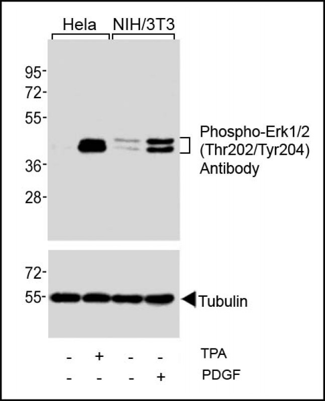 Western blot analysis of extracts from Hela cells,  untreated or treated with TPA (200nM),  and NIH/3T3 cells, untreated or treated with PDGF (100ng/ml), using Phospho-Erk1/2(Thr202/Tyr204) Antibody (upper) or Tubulin (lower).