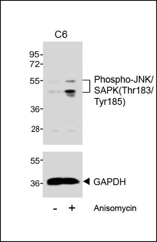 Western blot analysis of extracts from C6 cells,  untreated or treated with anisomycin (25 �g/ml),  using Phospho-JNK/SAPK(Thr183/Tyr185) (upper) or GAPDH (lower).