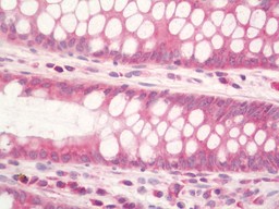 IHC-P - Anti-RPL3 / Ribosomal Protein L3 Antibody  ALS17269