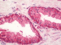 IHC-P - Anti-RPL3 / Ribosomal Protein L3 Antibody  ALS17269