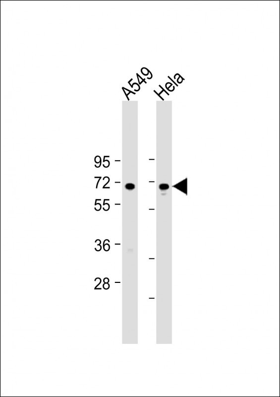 WB - FOXN1 Antibody (Center) AP12053C