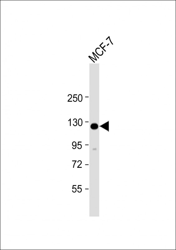 Anti-HEATR6 Antibody (N-Term) at 1:2000 dilution + MCF-7 whole cell lysateLysates/proteins at 20 �g per lane. SecondaryGoat Anti-Rabbit IgG,  (H+L), Peroxidase conjugated at 1/10000 dilution. Predicted band size : 129 kDaBlocking/Dilution buffer: 5% NFDM/TBST.