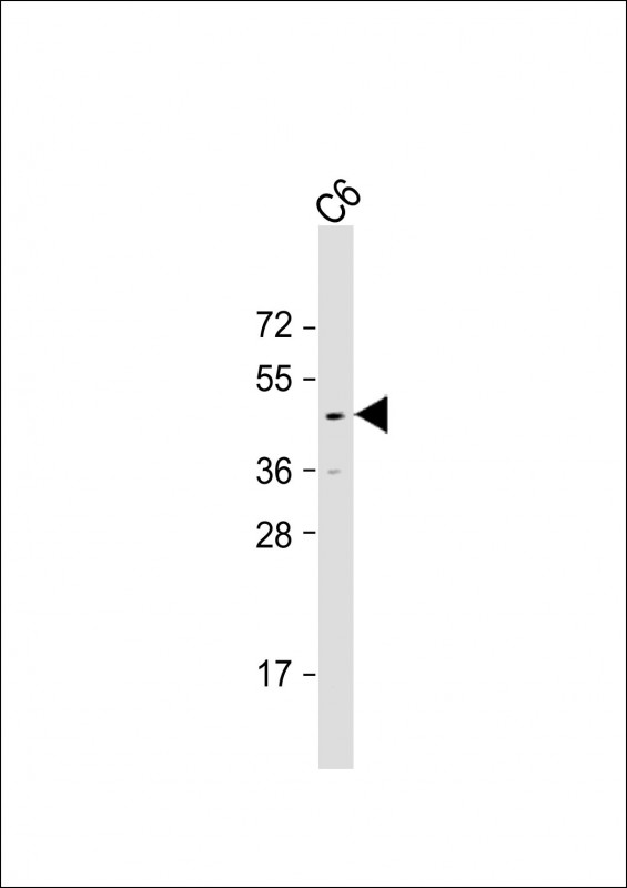 Anti-GSK3B Antibody at 1:1000 dilution + C6 whole cell lysateLysates/proteins at 20 �g per lane.  SecondaryGoat Anti-Rabbit IgG,   (H+L),  Peroxidase conjugated at 1/10000 dilution.  Predicted band size : 47 kDaBlocking/Dilution buffer: 5% NFDM/TBST.