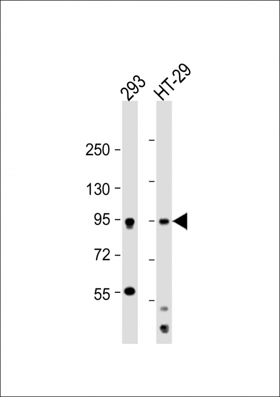 All lanes : Anti-MSK1 Antibody at 1:2000 dilutionLane 1: 293 whole cell lysateLane 2: HT-29 whole cell lysateLysates/proteins at 20 �g per lane. SecondaryGoat Anti-Rabbit IgG,  (H+L), Peroxidase conjugated at 1/10000 dilution. Predicted band size : 90 kDaBlocking/Dilution buffer: 5% NFDM/TBST.