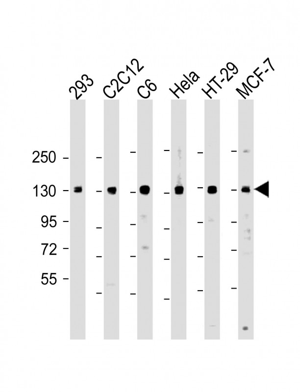 All lanes : Anti-MYPT Antibody at 1:2000 dilutionLane 1: 293 whole cell lysateLane 2: C2C12 whole cell lysateLane 3: C6 whole cell lysateLane 4: Hela whole cell lysateLane 5: HT-29 whole cell lysateLane 6: MCF-7 whole cell lysateLysates/proteins at 20 �g per lane. SecondaryGoat Anti-Rabbit IgG,  (H+L), Peroxidase conjugated at 1/10000 dilution. Predicted band size : 115 kDaBlocking/Dilution buffer: 5% NFDM/TBST.