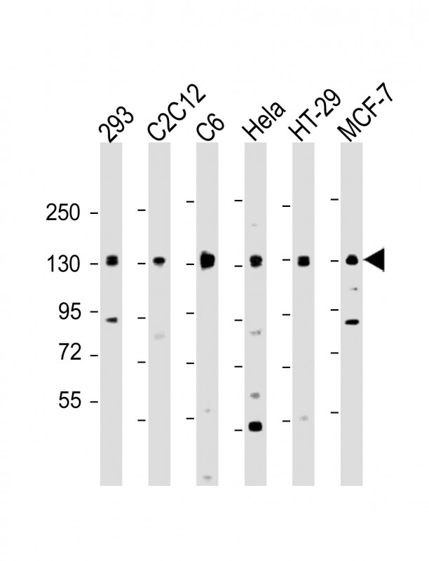 All lanes : Anti-MYPT1  Antibody at 1:2000 dilutionLane 1: 293 whole cell lysateLane 2: C2C12 whole cell lysateLane 3: C6 whole cell lysateLane 4: Hela whole cell lysateLane 5: HT-29 whole cell lysateLane 5: MCF-7 whole cell lysateLysates/proteins at 20 �g per lane. SecondaryGoat Anti-Rabbit IgG,  (H+L), Peroxidase conjugated at 1/10000 dilution. Predicted band size : 115 kDaBlocking/Dilution buffer: 5% NFDM/TBST.