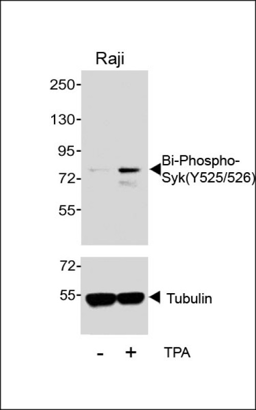 WB - Bi-Phospho-Syk(Y525/526) Antibody AP3271A