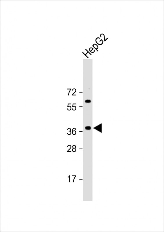 Anti-E2F5 Antibody (N-term) at 1:2000 dilution + HepG2 whole cell lysateLysates/proteins at 20 �g per lane. SecondaryGoat Anti-Rabbit IgG,  (H+L), Peroxidase conjugated at 1/10000 dilution. Predicted band size : 38 kDaBlocking/Dilution buffer: 5% NFDM/TBST.