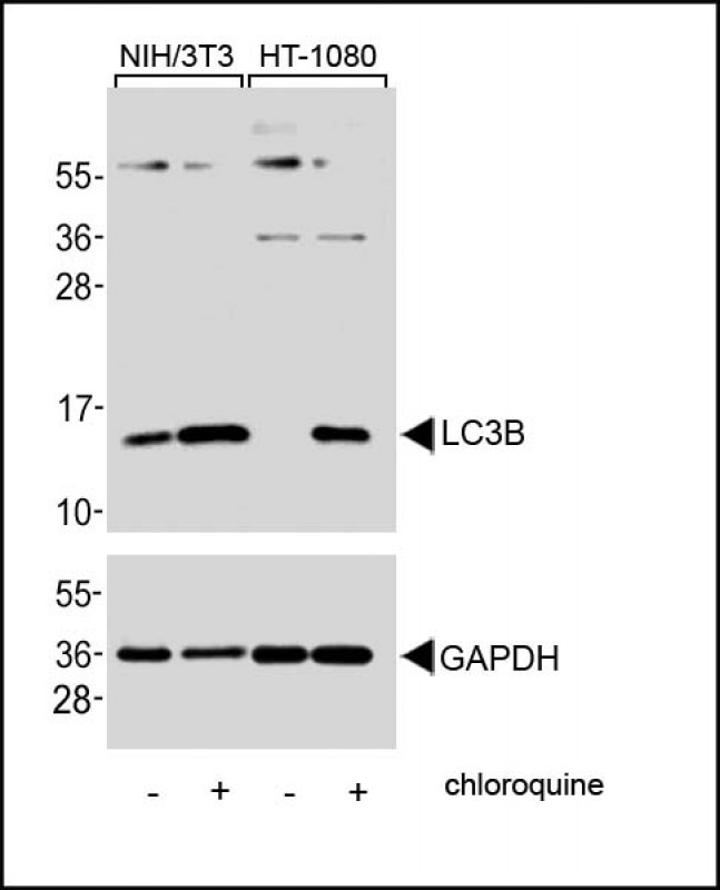 WB - LC3 Antibody (APG8B) (N-term) AP1802A