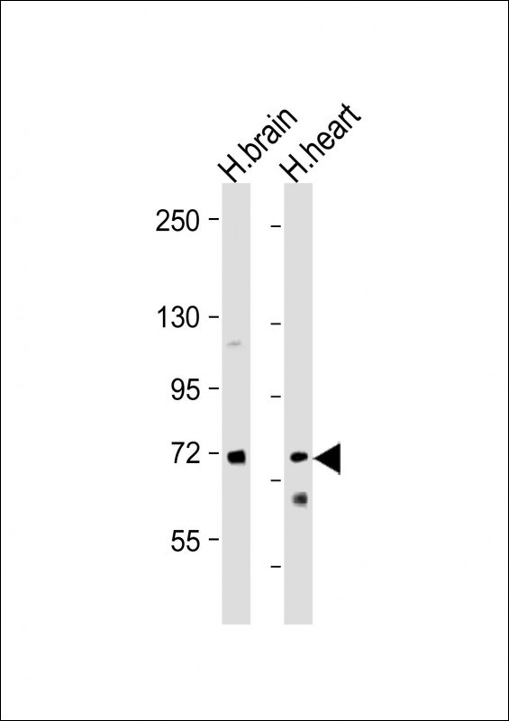 WB - HBS1L Antibody (Center) AP18556C