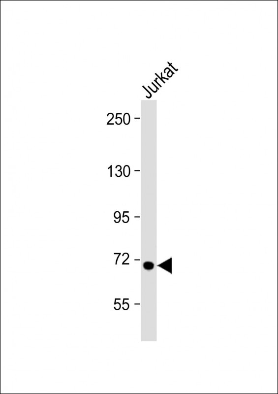 WB - HBS1L Antibody (Center) AP18556C